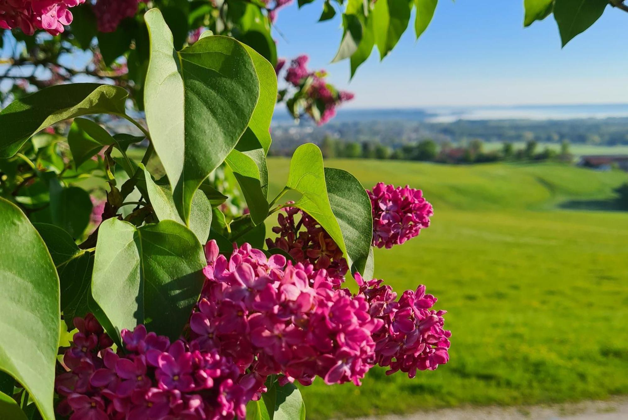 Schleipfnerhof Urlaub Auf Dem Bauernhof Βίλα Bernau am Chiemsee Εξωτερικό φωτογραφία